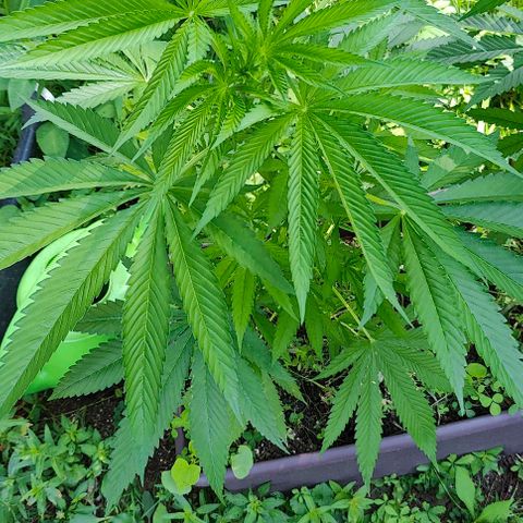 Jelly Breath J1 #2 growlog timeline photo