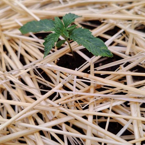Cookies and Creamix Auto  growlog timeline photo