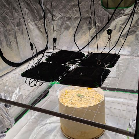 Cookies and Creamix Auto  growlog timeline photo