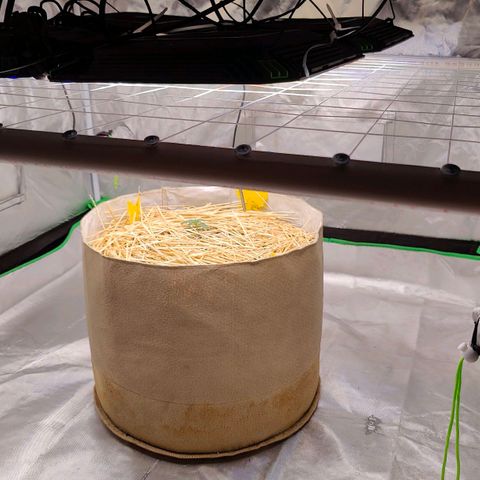 Cookies and Creamix Auto  growlog timeline photo