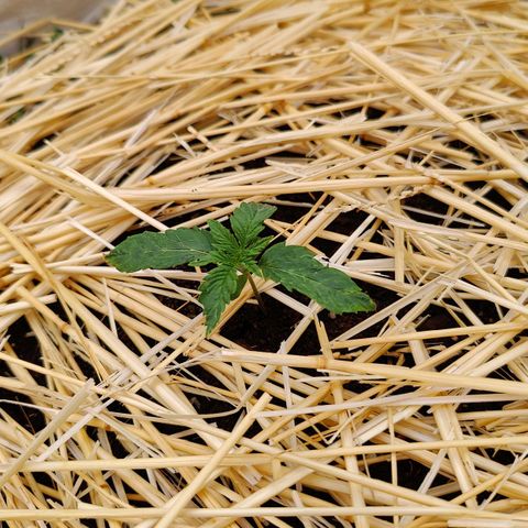 Cookies and Creamix Auto  growlog timeline photo