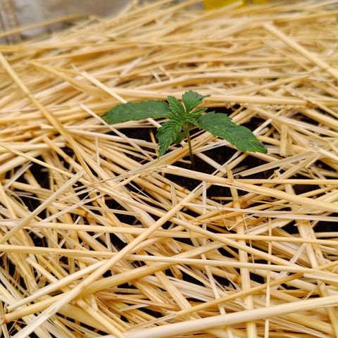 Cookies and Creamix Auto  growlog timeline photo