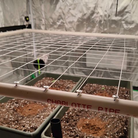 Blueberry Auto  #1 growlog timeline photo