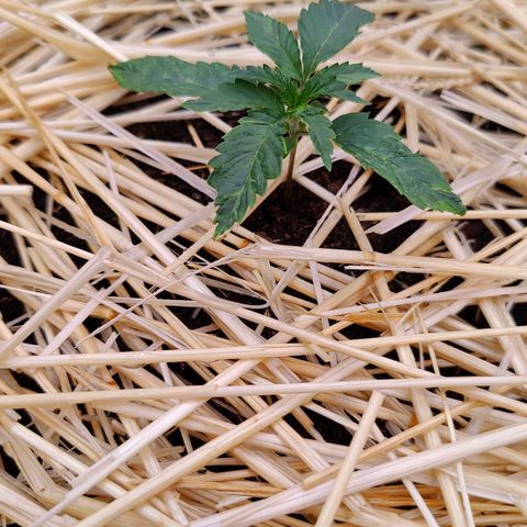 Cookies and Creamix Auto  growlog timeline photo