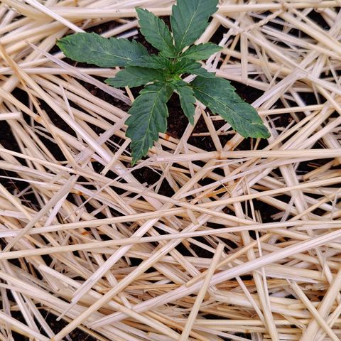 Cookies and Creamix Auto  growlog timeline photo