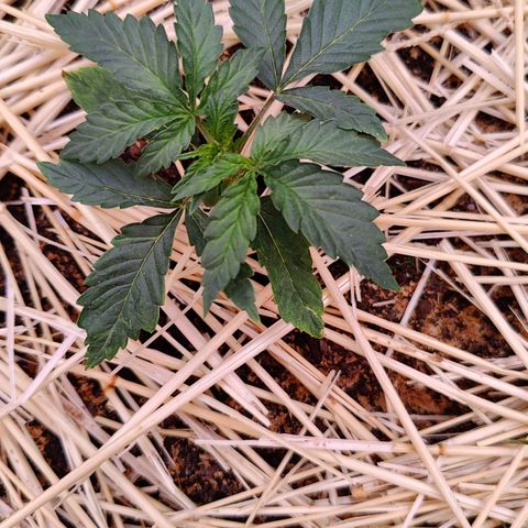 Cookies and Creamix Auto  growlog timeline photo