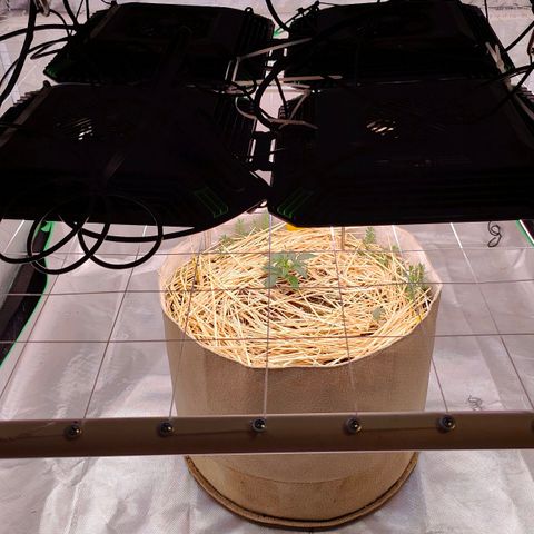 Cookies and Creamix Auto  growlog timeline photo