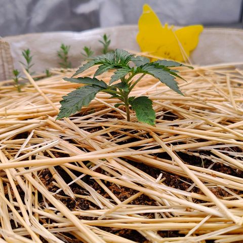 Cookies and Creamix Auto  growlog timeline photo