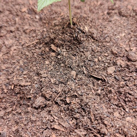 Blueberry Auto  #1 growlog timeline photo