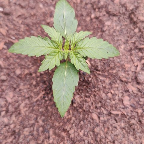 Blueberry Auto  #1 growlog timeline photo