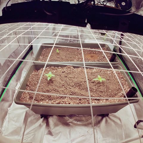 Blueberry Auto  #1 growlog timeline photo