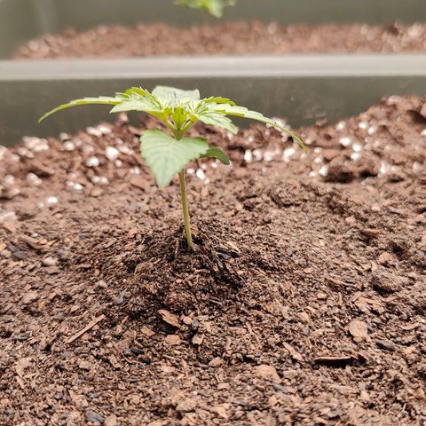 Blueberry Auto  #1 growlog timeline photo