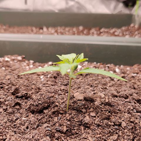 Blueberry Auto  #2 growlog timeline photo