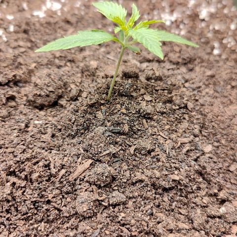 Blueberry Auto  #2 growlog timeline photo