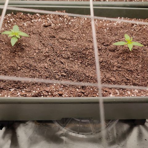 Blueberry Auto  #2 growlog timeline photo