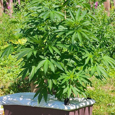 Slurricane Earth box  #1 growlog timeline photo