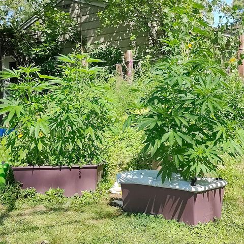 Slurricane Earth box  #1 growlog timeline photo