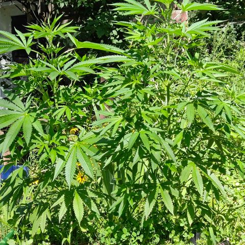 Jelly Breath J1 #1 growlog timeline photo