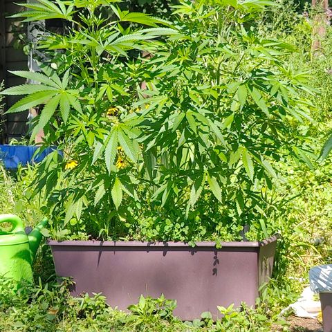 Jelly Breath J1 #1 growlog timeline photo