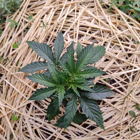 Cookies and Creamix Auto  growlog timeline photo