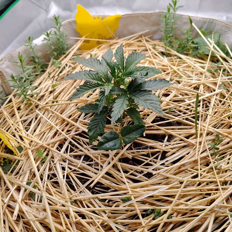 Cookies and Creamix Auto  growlog timeline photo