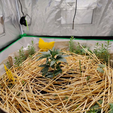 Cookies and Creamix Auto  growlog timeline photo