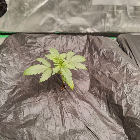 Blueberry Auto  #1 growlog timeline photo