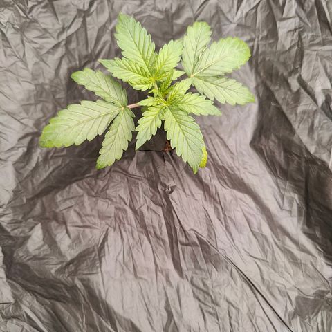 Blueberry Auto  #1 growlog timeline photo