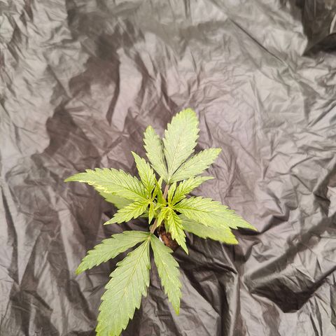 Blueberry Auto  #2 growlog timeline photo