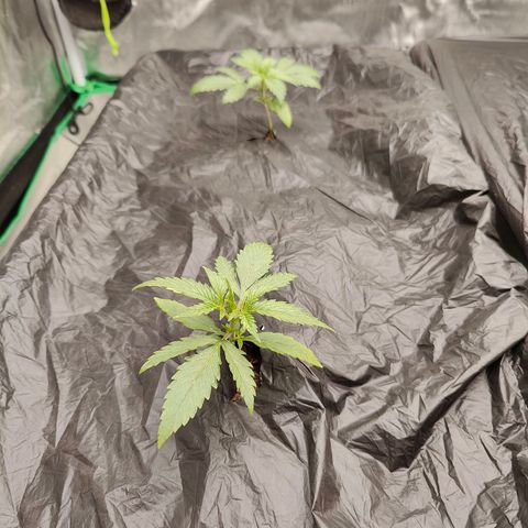 Blueberry Auto  #2 growlog timeline photo