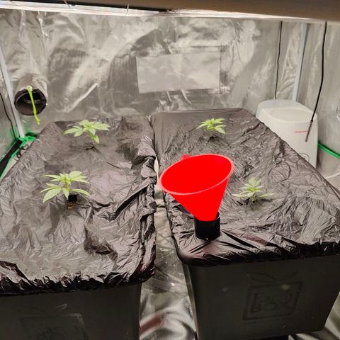 Blueberry Auto  #2 growlog timeline photo