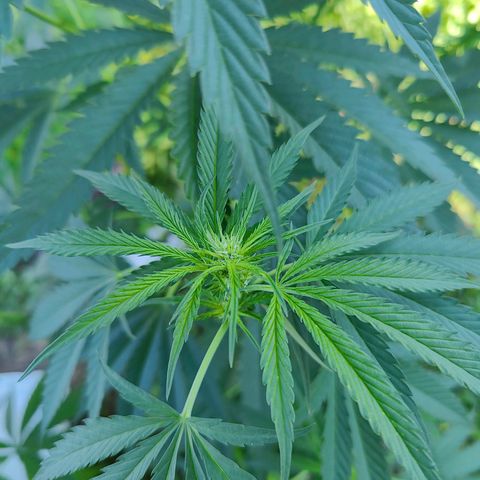 Platinum Kush Breath Remix🎧 growlog timeline photo