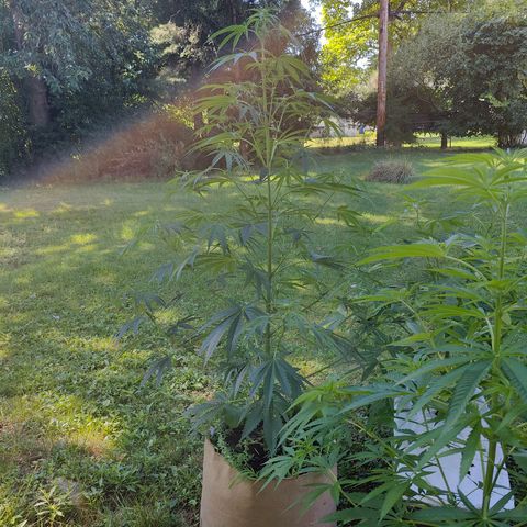 Platinum Kush Breath Remix🎧 growlog timeline photo
