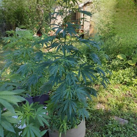 Platinum Kush Breath Remix🎧 growlog timeline photo