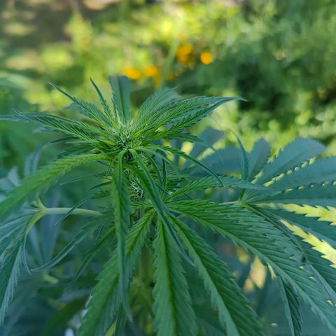 Platinum Kush Breath Remix🎧 growlog timeline photo