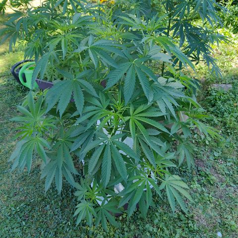 Slurricane Earth box  #1 growlog timeline photo