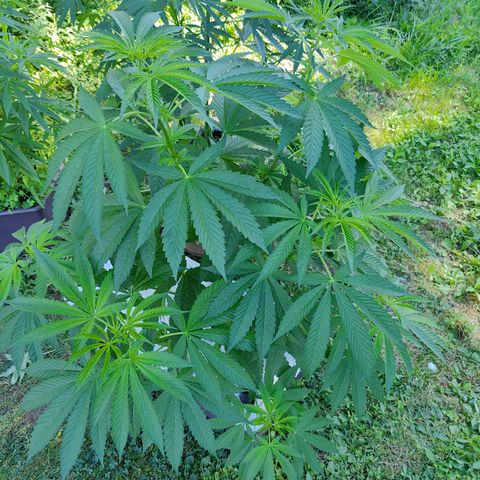 Slurricane Earth box  #1 growlog timeline photo