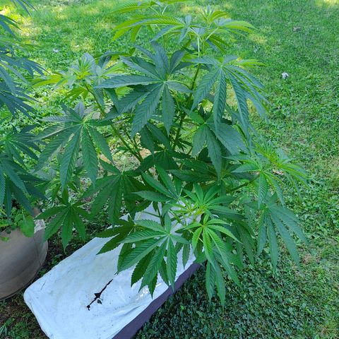 Slurricane Earth box  #1 growlog timeline photo