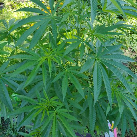Jelly Breath J1 #1 growlog timeline photo