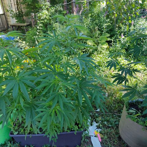 Jelly Breath J1 #1 growlog timeline photo