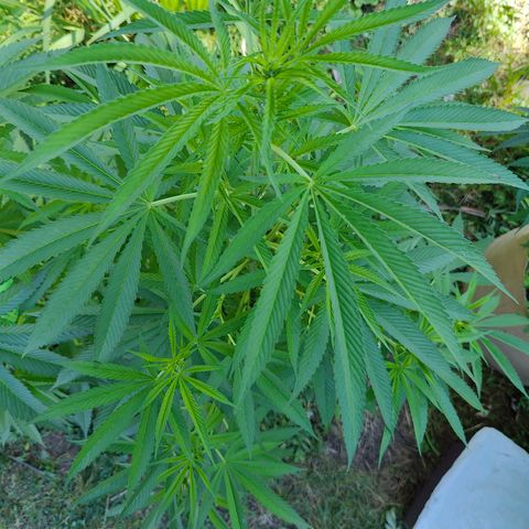 Jelly Breath J1 #1 growlog timeline photo