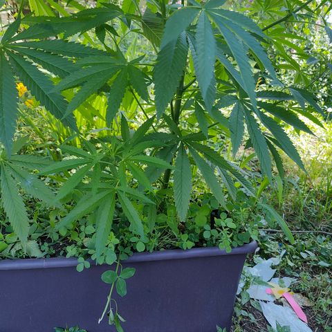 Jelly Breath J1 #1 growlog timeline photo