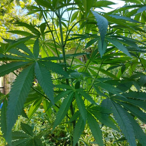 Jelly Breath J1 #2 growlog timeline photo