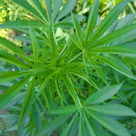 Jelly Breath J1 #2 growlog timeline photo