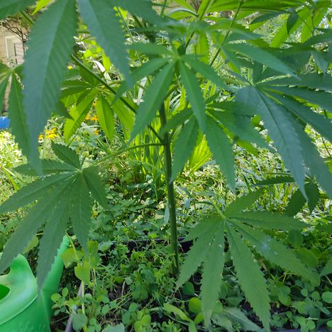 Jelly Breath J1 #2 growlog timeline photo