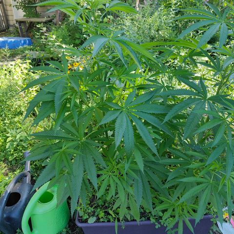 Jelly Breath J1 #2 growlog timeline photo