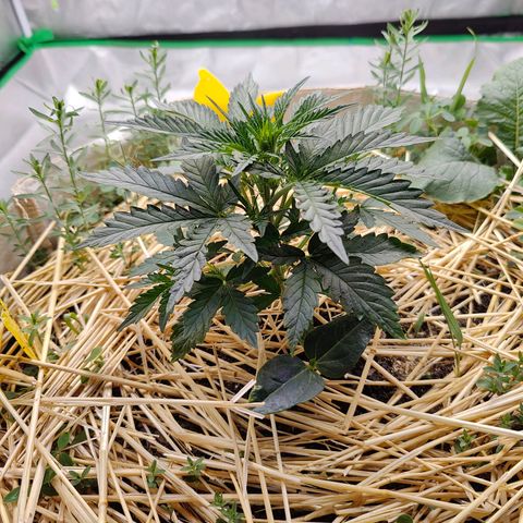 Cookies and Creamix Auto  growlog timeline photo