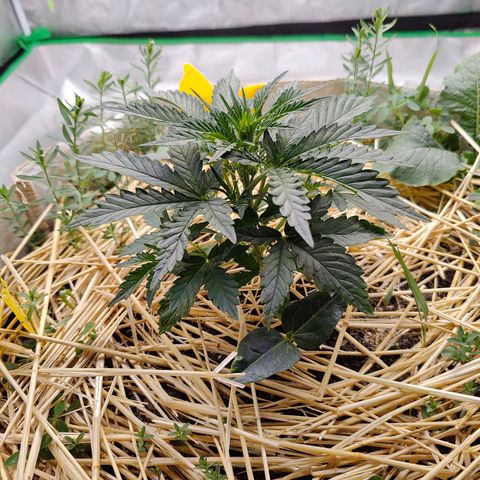 Cookies and Creamix Auto  growlog timeline photo