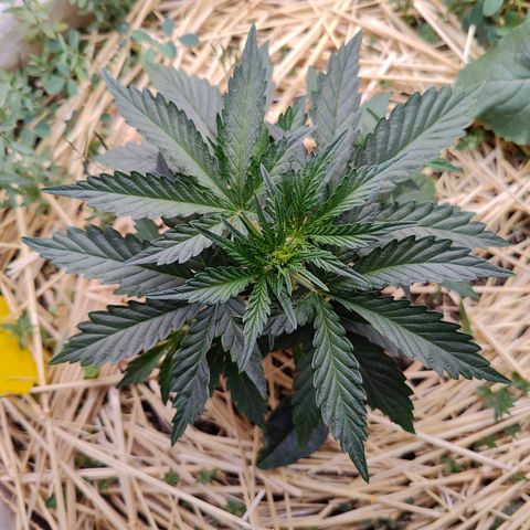 Cookies and Creamix Auto  growlog timeline photo