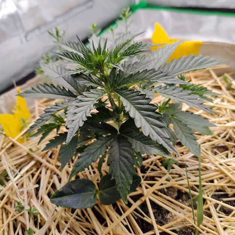 Cookies and Creamix Auto  growlog timeline photo